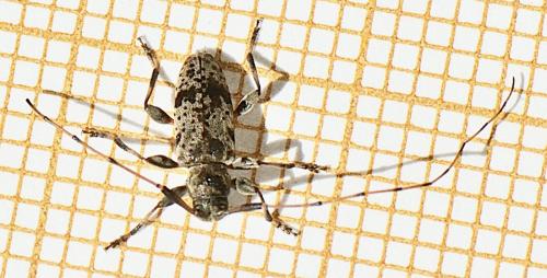Réf. 343 463 : Leiopus femoratus